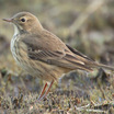 American Pipit